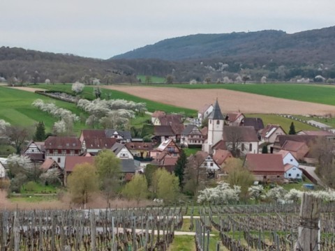 Vignoble De Cleebourg