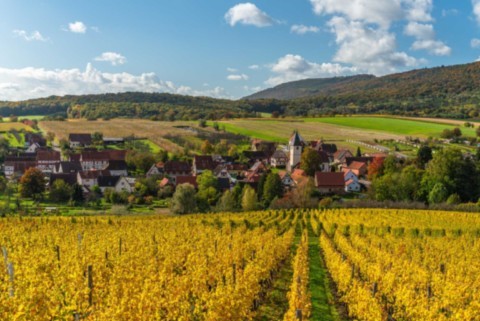 Vignoble De Cleebourg